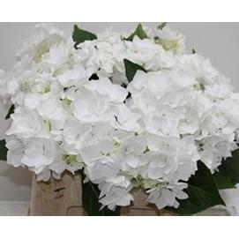 White Hydrangeas - DIY flower Bunches